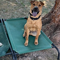 adopt a pet
