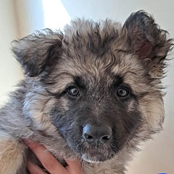 Shepsky R Agua Dulce, CA - Shepsky. Meet Shepsky male a Pet for Adoption ...
