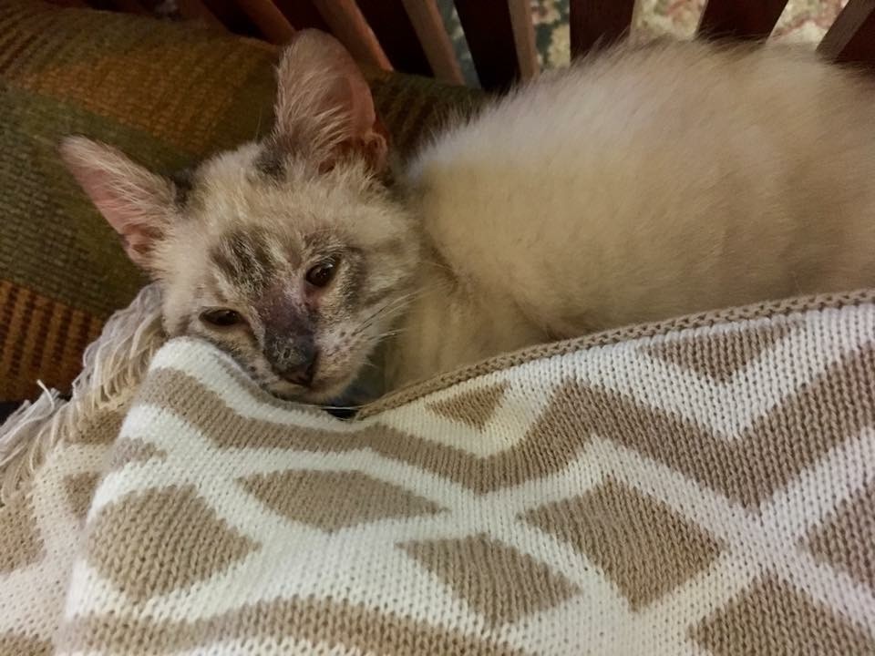 Houston Tx Siamese Meet Amelie Lynx Point Siamese A Pet For Adoption Houston Tx Siamese Meet Amelie Lynx Point Siamese A Pet For Adoption