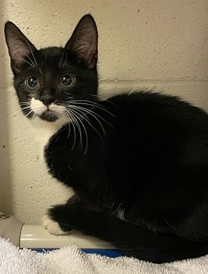 Orillia, ON - Domestic Shorthair. Meet Angel a Pet for Adoption ...