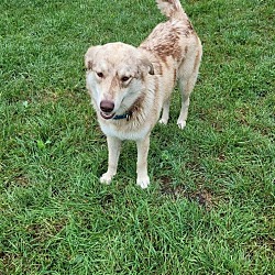 Photo of Biscuit