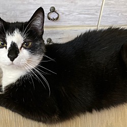 Photo of Kit Kat