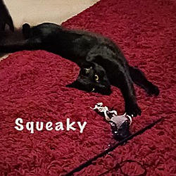 Thumbnail photo of Squeaky #2