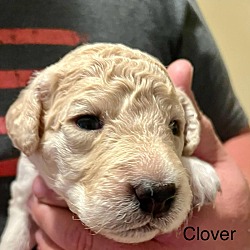 Thumbnail photo of Clover #2