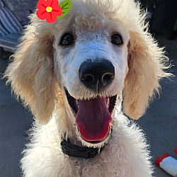 Photo of Athena-Double Doodle