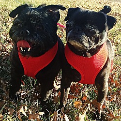 Thumbnail photo of Mila & Maci - Adopted #1