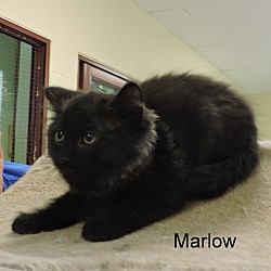 Thumbnail photo of Marlow #4