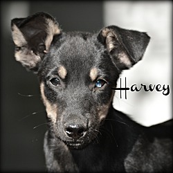 Thumbnail photo of Harvey ~ meet me! #1