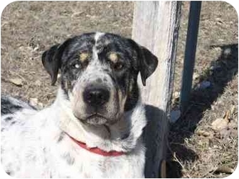 shar pei shepherd mix