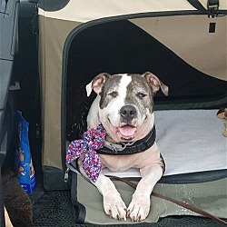 Photo of Zoey Owner died Great Companion Dog
