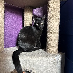 Photo of Yankee