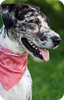 catahoula wolfhound