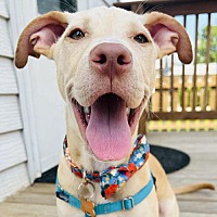 adopt a pet