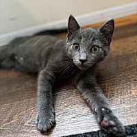 adopt a pet