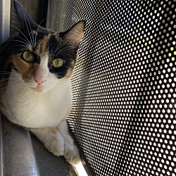 Photo of Daisy