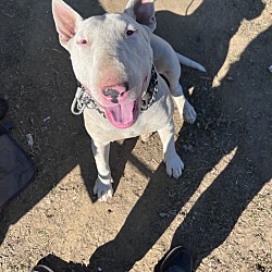 Photo of Rexx