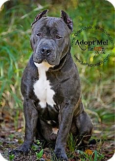 Longwood, FL - American Staffordshire Terrier. Meet Mogli ...