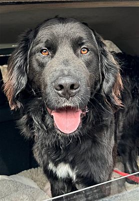 Broomfield, CO - Labrador Retriever/Newfoundland. Meet Leavenworth ...