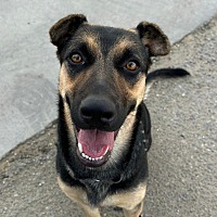 adopt a pet