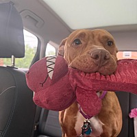 adopt a pet