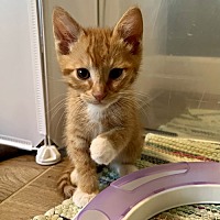 adopt a pet