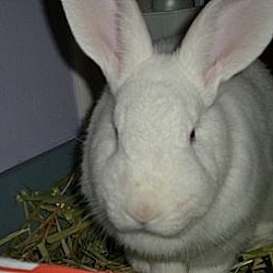 Photo of Bunny Blazz