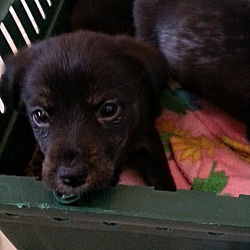 Thumbnail photo of Addison*ADOPTED!!* #2