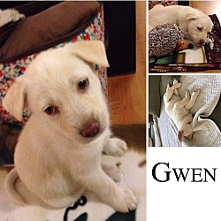 Thumbnail photo of GWEN #2
