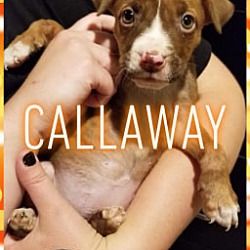 Photo of Callaway