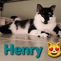 Thumbnail photo of Henry #2