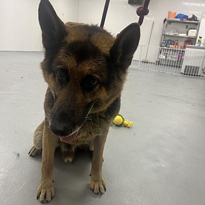 Philadelphia, PA - German Shepherd Dog. Meet Winston a Pet for Adoption ...