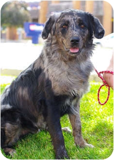 pets at home buster collar