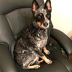 Photo of Roxey Rehoming Adult Sweetheart 30 pounds