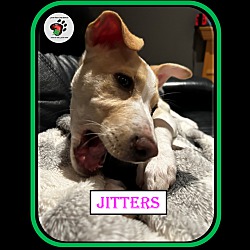 Thumbnail photo of Jitters #3