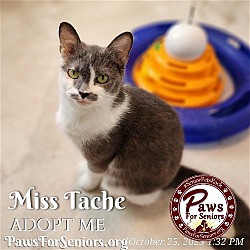 Thumbnail photo of Miss Tache #2