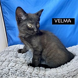 Thumbnail photo of CAT-U1F-VELMA #3