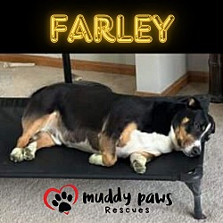 Thumbnail photo of Farley (Courtesy Post) #2