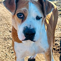 adopt-pet