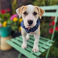 adopt a pet
