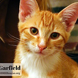 Thumbnail photo of Garfield #1