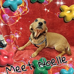 Photo of Noelle