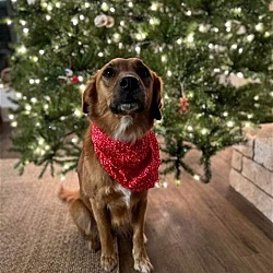 Photo of Goldie