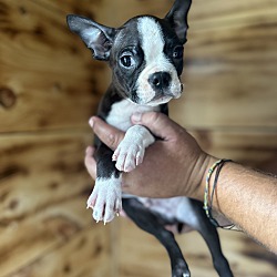 Photo of Curly