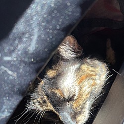 Photo of Astrid