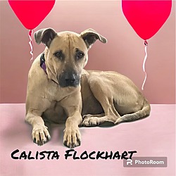 Thumbnail photo of Calista Flockhart #1