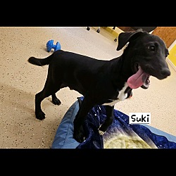 Thumbnail photo of Suki #2