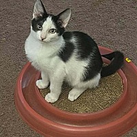 BLAKE - Domestic Shorthair available for adoption