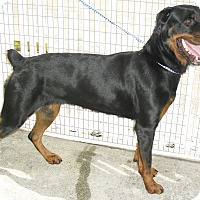 Gulfstream Guardian Angels Rottweiler Rescue Miami In Pembroke Gulfstream Guardian Angels Rottweiler Rescue Miami