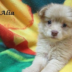 Thumbnail photo of Alia #1