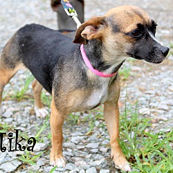 Thumbnail photo of Mika ~ adopted! #2